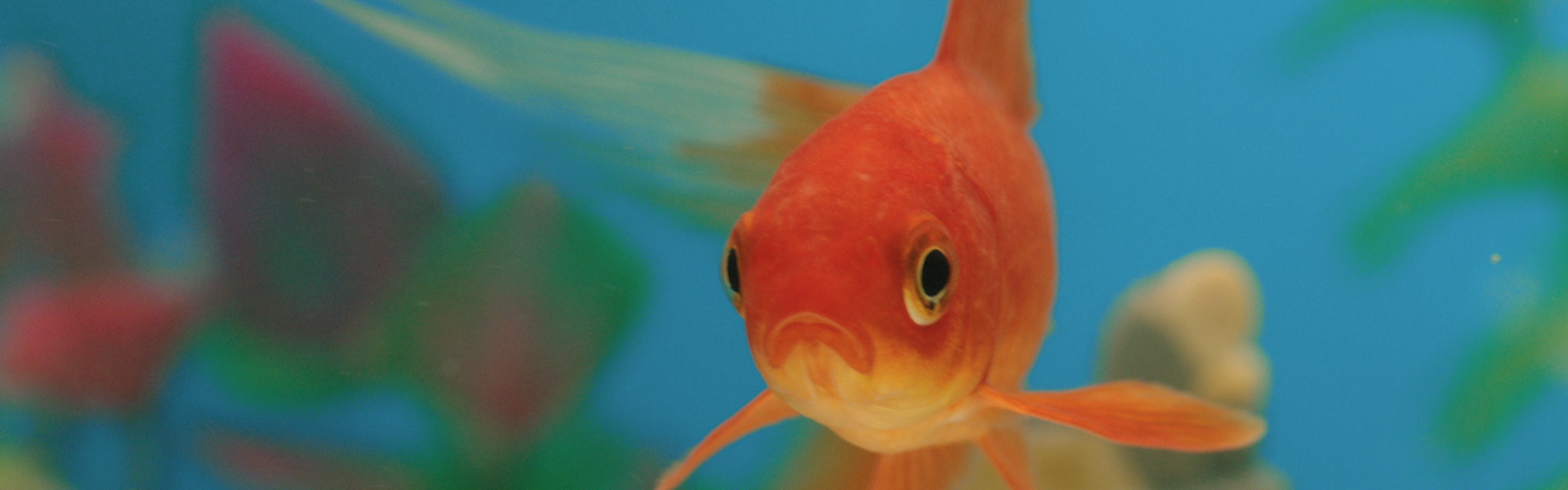 Gill, the AA Insurance spokesfish