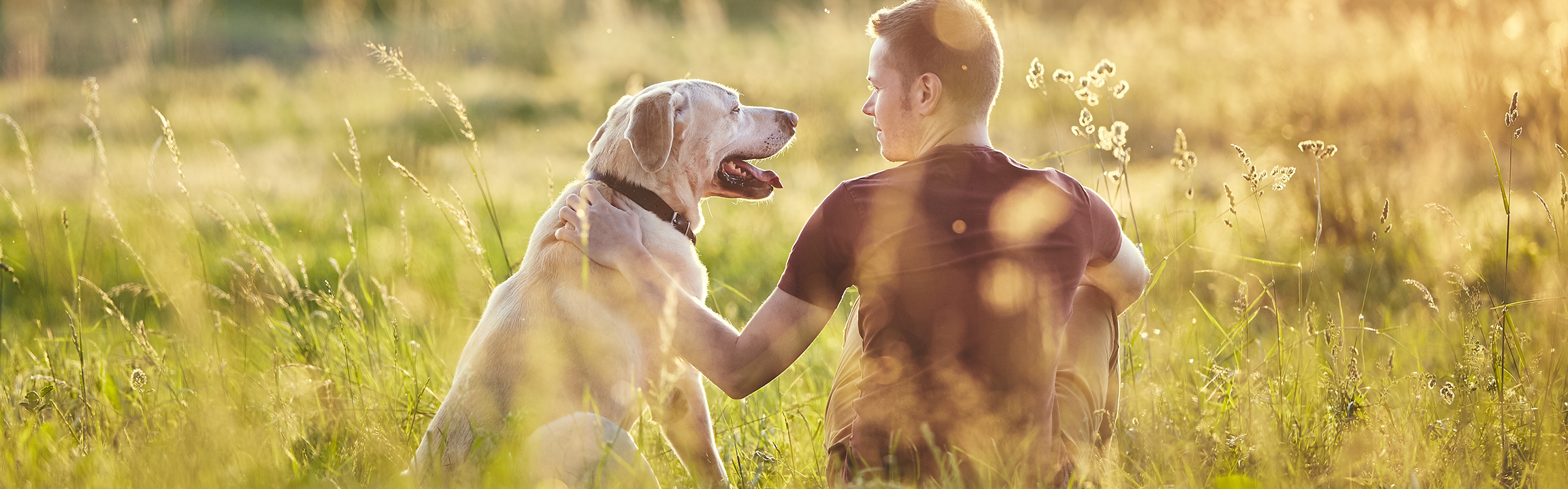 A man sits in a feild with his back to the camera with his hand on his faithful dog.